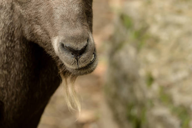 caribou nose and mouth in norway at summer time