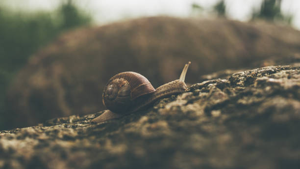 Real estate concept, snail with shadow house on grey