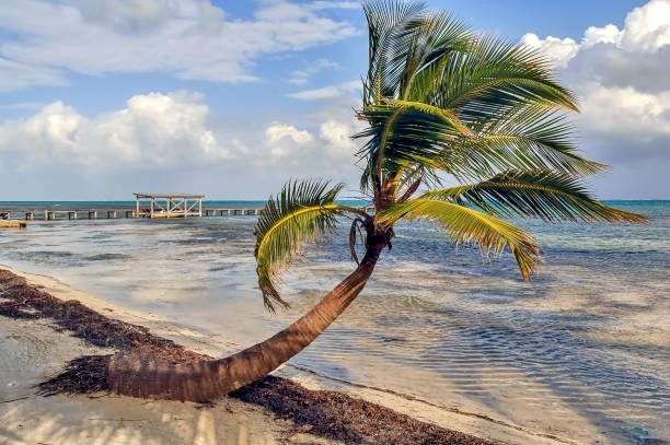 istock Ambergris Caye beach view with seaweed on the beach after a storm. 975865400