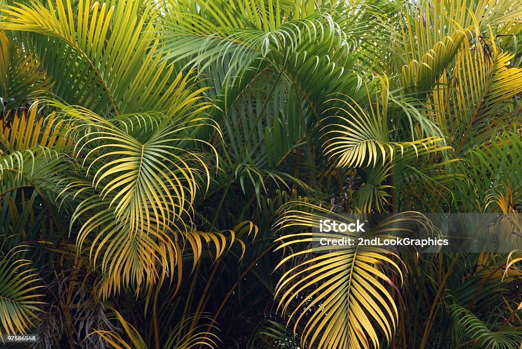 Wall of Palm Branches  Backgrounds Stock Photo