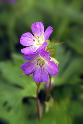 Bright Purple Wild Geranium growing on the forest's edge. Shot with focus on the blossoms.
