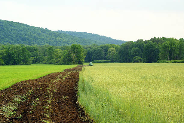 Field of new organic lettuce plants growing in the fertile soil of the Watsonville valley along the California Coast.  High view, selective focus.