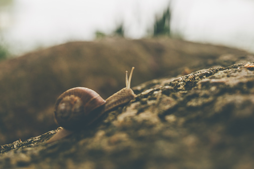 Burgundy snail in the green grass