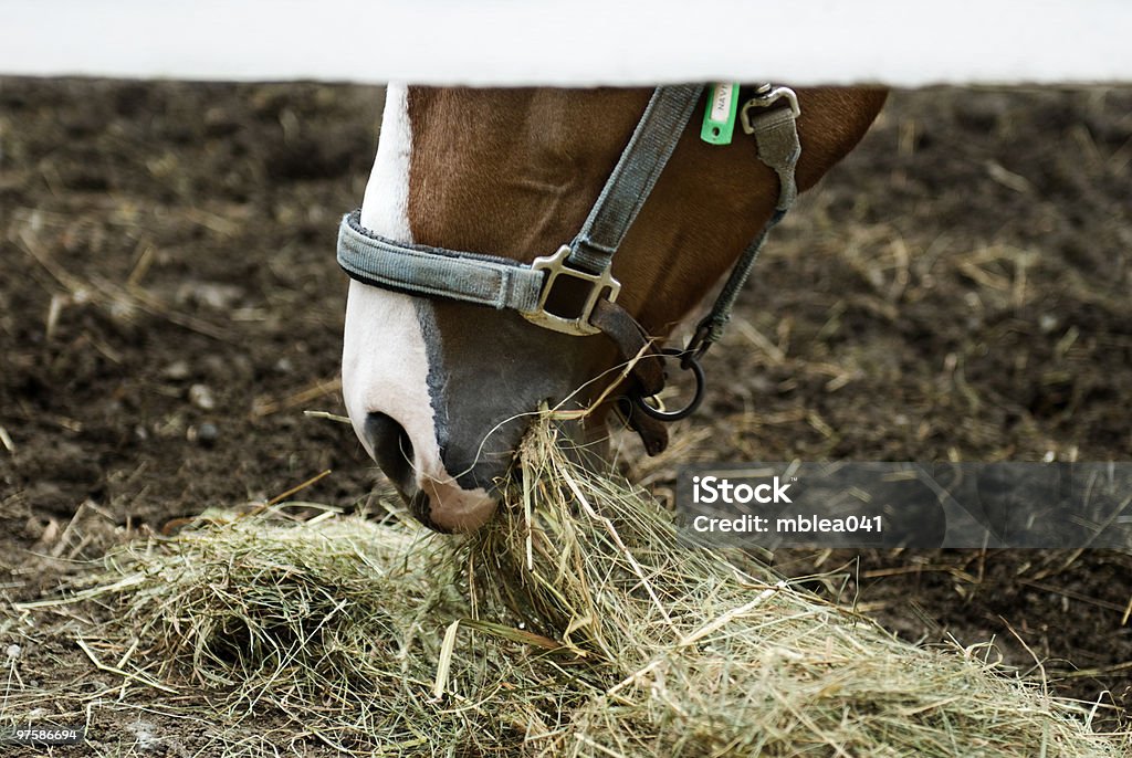 Horse Chewing Hay  Eating Stock Photo