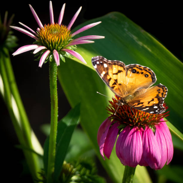 istock Butterfly on a purple flower 975868026