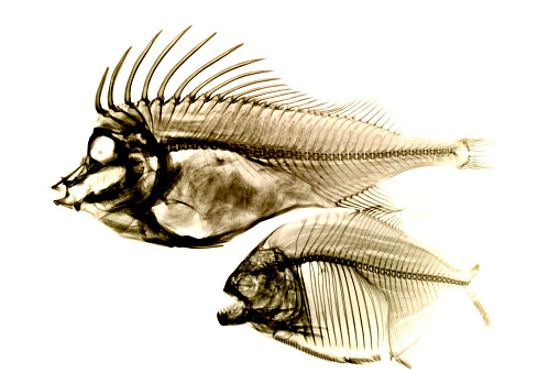 Fishes x-ray on white