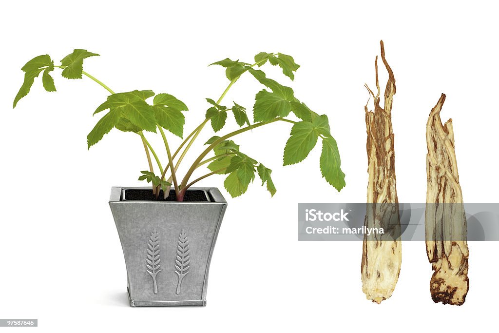 Angelica erbe e Root - Foto stock royalty-free di Angelica - Erba aromatica