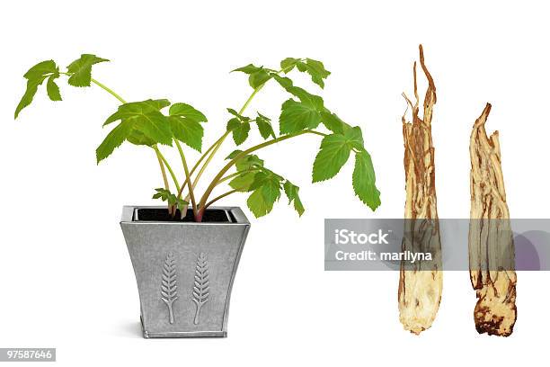 Angelica Erbe E Root - Fotografie stock e altre immagini di Angelica - Erba aromatica - Angelica - Erba aromatica, Radice, Argentato