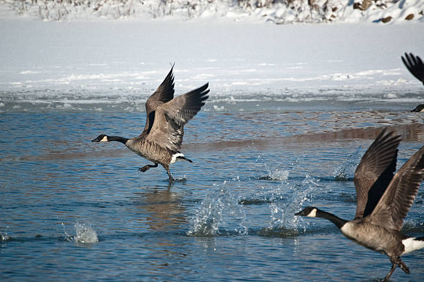 istock Canada Geese Running Across the Surface of a Pond 97587707