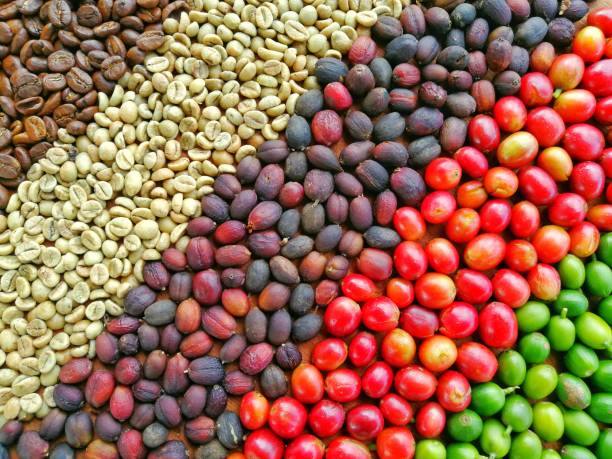 Colorful Coffee Bean Wallpaper Multicolor Circle of Coffee Bean Nature Texture Background arabica coffee drink photos stock pictures, royalty-free photos & images