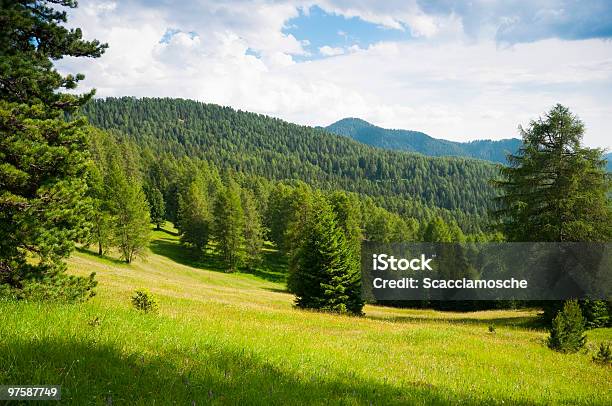 Łąki I Lesie Początku Lata - zdjęcia stockowe i więcej obrazów Natura - Natura, Tło, Alpy