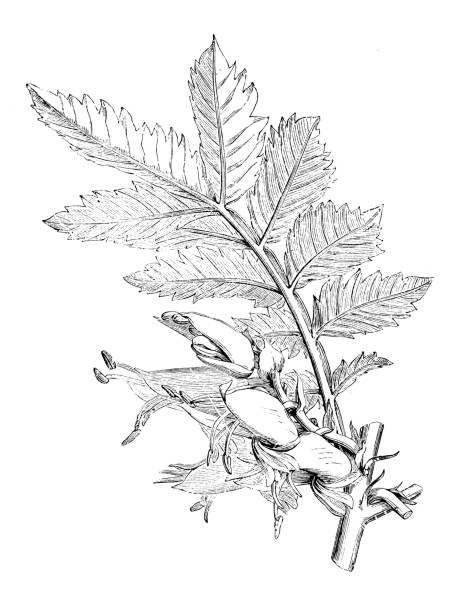 istock Botany plants antique engraving illustration: Melianthus comosus, honey flower 975886776