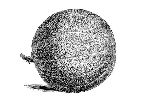 Botany plants antique engraving illustration: Embroidered Market Melon