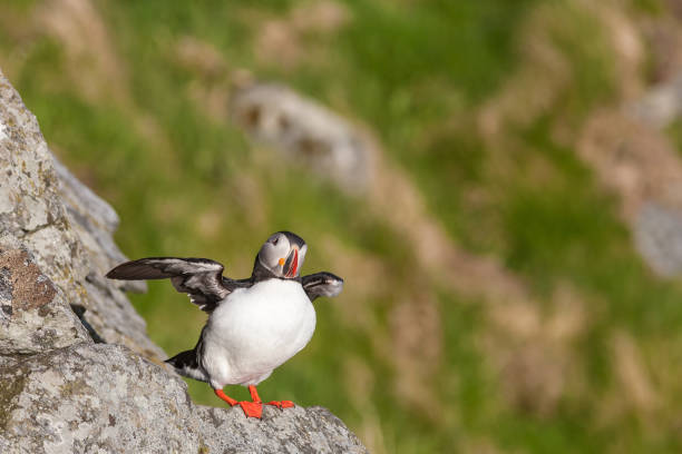 istock Atlantic Puffin on a rock with spread wings 975894218