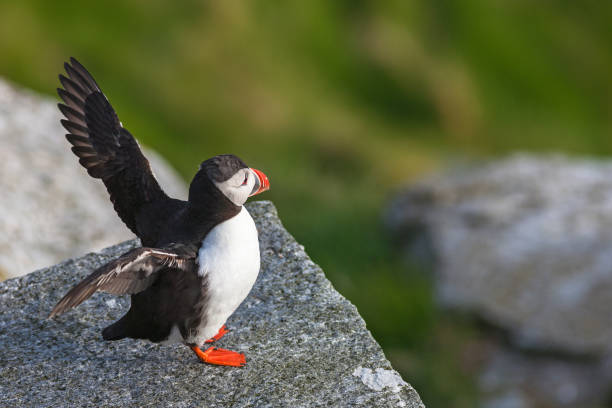 istock Atlantic Puffin bird on a rock that raises its wings 975894714