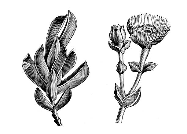 botanik bitkiler antika gravür illüstrasyon: mesembryanthemum mutabile - buz çiçeği stock illustrations