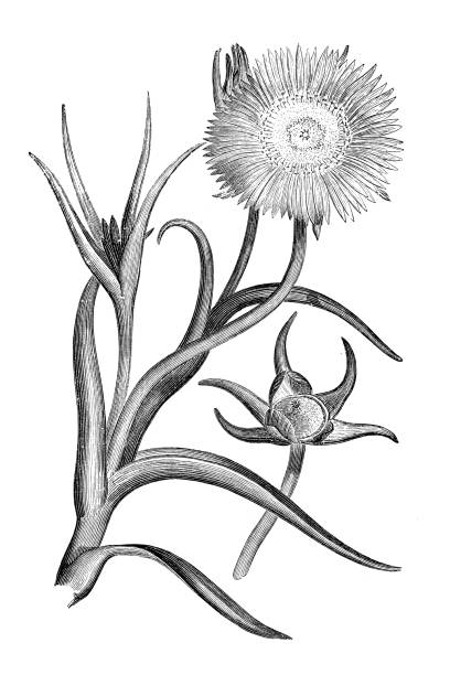 botanik bitkiler antika gravür illüstrasyon: mesembryanthemum pugioniforme - buz çiçeği stock illustrations
