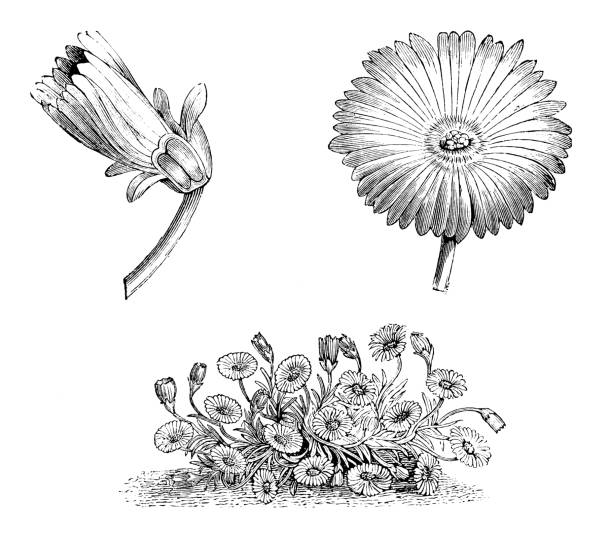 botanik bitkiler antika gravür illüstrasyon: mesembryanthemum tricolorum - buz çiçeği stock illustrations