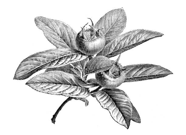 botanika rośliny antyczne grawerowanie ilustracja: mespilus germanica, medlar - germanica stock illustrations