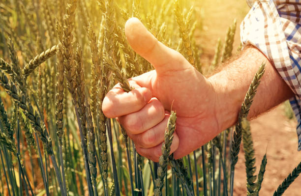 soddisfatto agricoltore agronomo gesticolando pollici in su - hulled foto e immagini stock