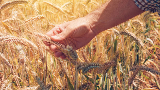 istock Farmer agronomist touching cultivated green wheat 975902216