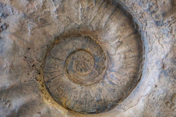 istock Prehistoric fossilized shell. The concept of the archaeological site 975902368