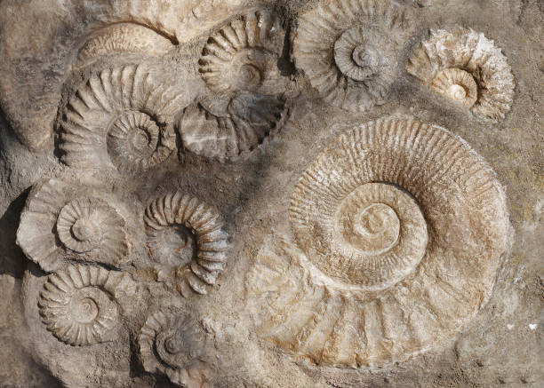 istock Prehistoric fossilized shell. The concept of the archaeological site 975902402