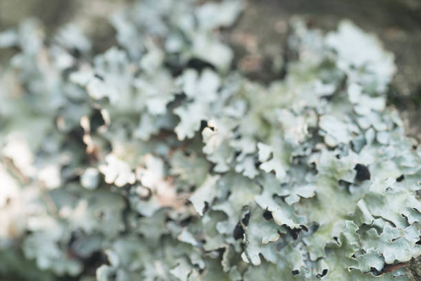 istock lichen hypogymnia physodes on tree branch macro 975903568