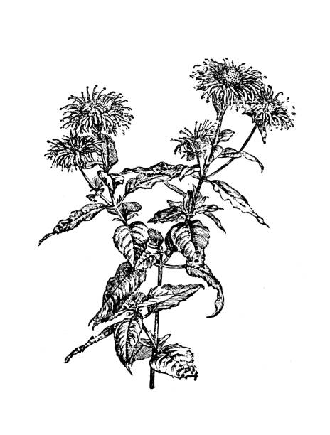 illustrations, cliparts, dessins animés et icônes de plantes de botanique antique illustration de gravure : monarda didyma, beebalm cramoisi, écarlate beebalm, monarde écarlate, thé d’oswego, bergamote - beebalm