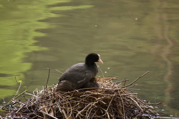 istock A MOORHEN AND ITS YOUNG 975912528