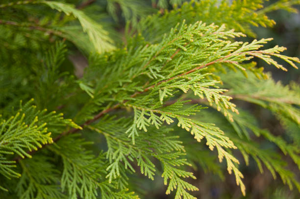 istock Thuja, cedar branch and leaves, green fresh background 975912930