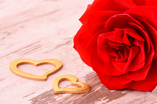 Valentines day in romance with red rose