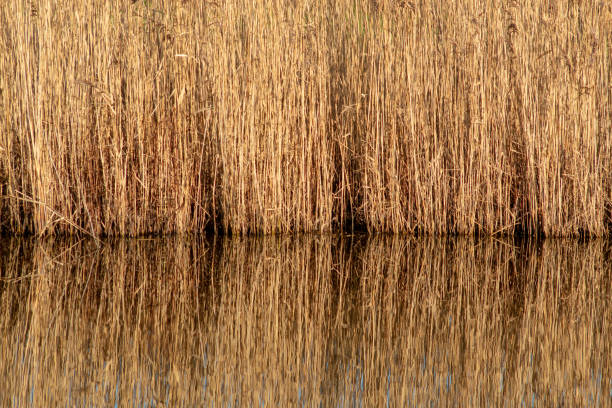 istock Golden Reeds Reflecting on a Still Lake 975920790