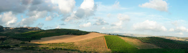 istock Row vine grape in a vineyards at hills in sicily 975922970