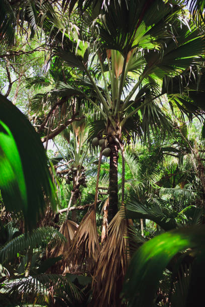 istock Wild tropical forest with coconut trees 975923104