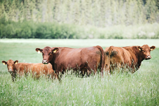 Grass fed cows being raised for beef graze in a large field in the state of Idaho.