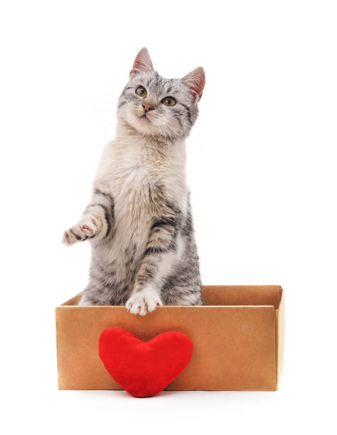 istock Kitten in a box with the heart. 975923562