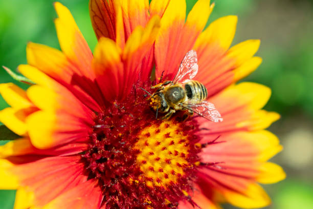 istock a bee, collects pollen from a bright red-yellow flower close-up 975924988