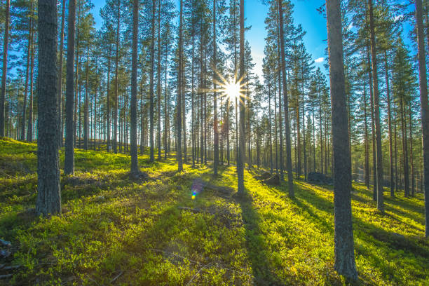istock Sunny forest view from Sotkamo, Finland. 975931816