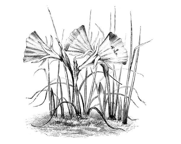ботаника растений антикварная гравировка иллюстрация: нарцисс bulbocodium, petticoat нарцисс - antique old fashioned daffodil single flower stock illustrations