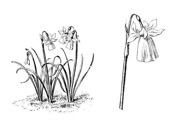 ботаника растений антикварная гравировка иллюстрация: нарцисс calathinus - antique old fashioned daffodil single flower stock illustrations