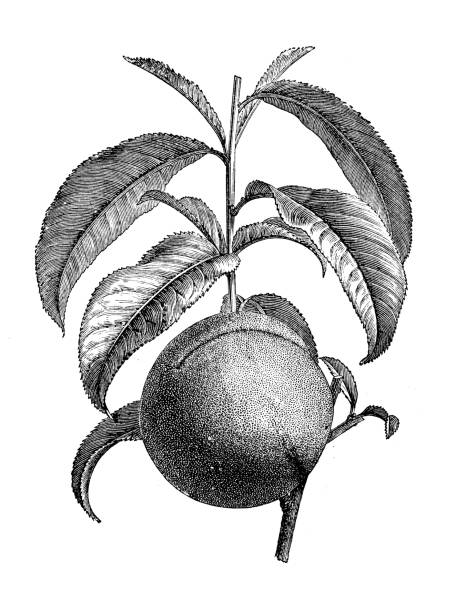 ilustraciones, imágenes clip art, dibujos animados e iconos de stock de botánica plantas antigua ilustración de grabado: nectarina - nectarine