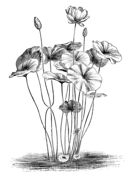 ilustrações, clipart, desenhos animados e ícones de plantas de botânica antiga ilustração de gravura: nelumbo lutea, american lótus, lótus amarelo, água do chinquapin - lotus root water lotus plant