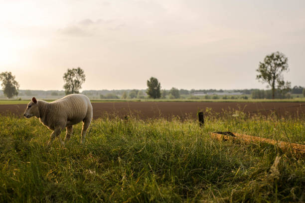 istock A little spring lamb in the Netherlands 975947152
