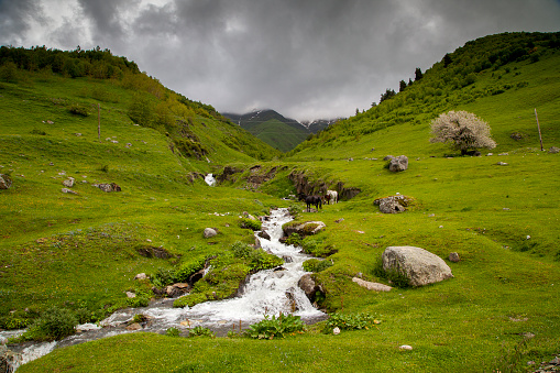 Rivers and horses flowing through a mountainous alanda covered with forests.