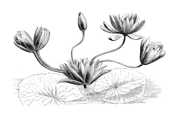 ilustrações de stock, clip art, desenhos animados e ícones de botany plants antique engraving illustration: nymphaea lotus, white egyptian lotus, tiger lotus - water lily illustrations