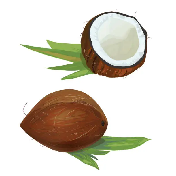 Vector illustration of Set of two brown coconuts, whole and half of nut with green leaves on white background, digital draw, watercolor style. Realistic vector, botanical illustration for Indian festival
