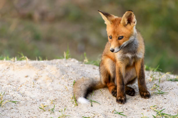 istock Little Red Fox sitting near his hole looking at the camera 975979120