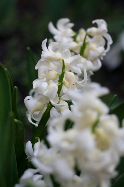 istock White flowers in the garden 975979402