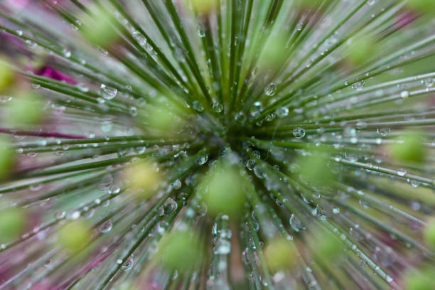 allium head and drops closeup
